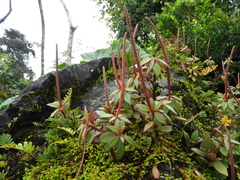 Peperomia consoquitlana (Peperomia consoquitlana)