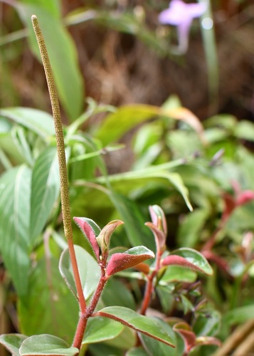 Peperomia consoquitlana (Peperomia consoquitlana)