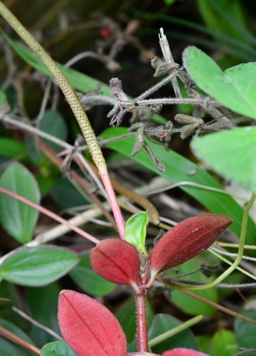 Peperomia consoquitlana (Peperomia consoquitlana)