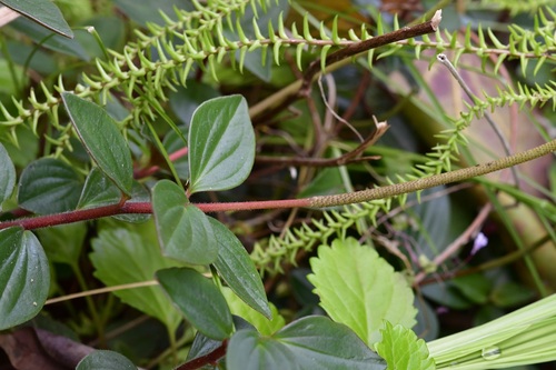Peperomia consoquitlana (Peperomia consoquitlana)