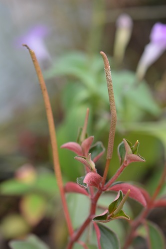 Peperomia consoquitlana (Peperomia consoquitlana)