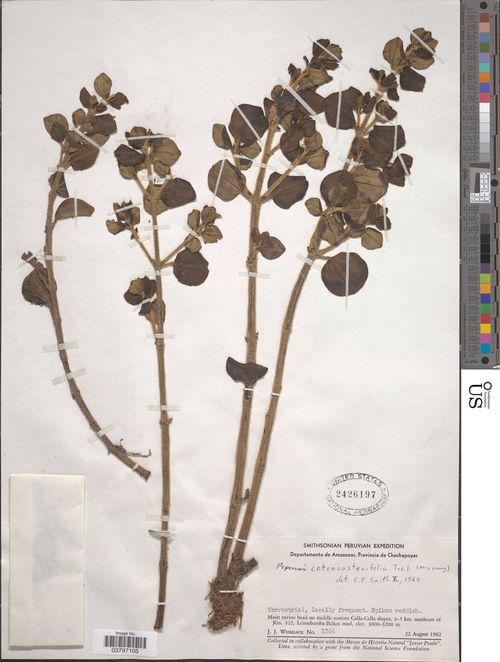 Peperomia cotoneasterifolia: species of peperomia