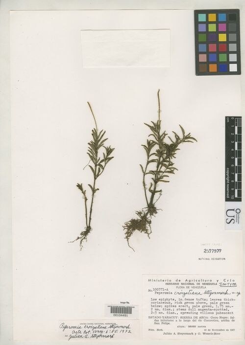 Peperomia croizatiana: species of Peperomia