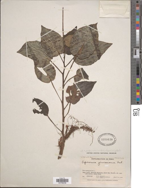 Peperomia curticaulis: species of peperomia