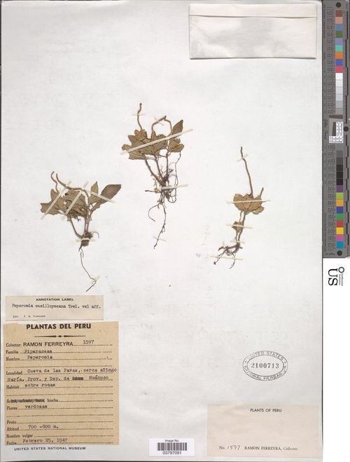 Peperomia cusilluyocana: species of peperomia