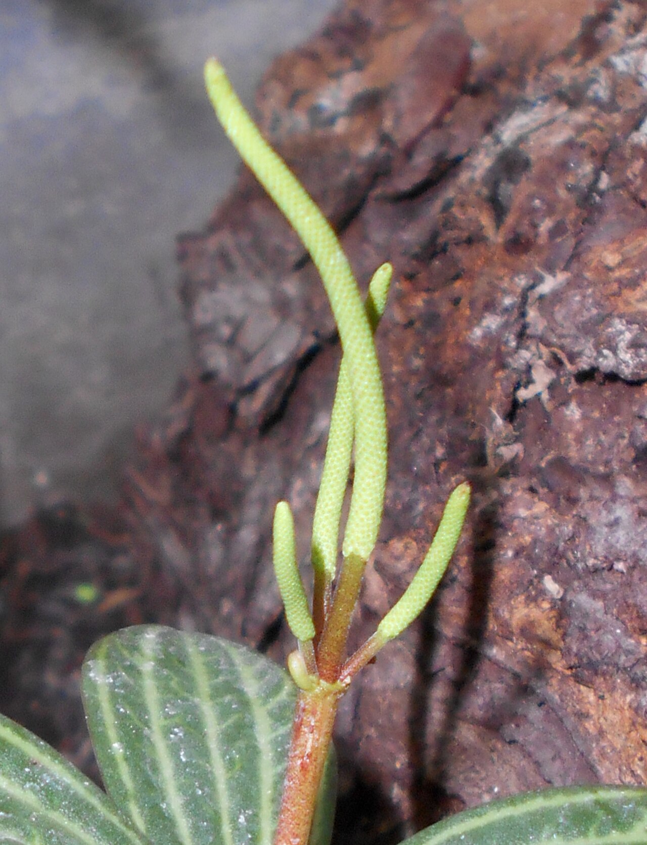 Peperomia cuspidilimba: Peperomia cuspidilimba , Ogród Botaniczny UMCS w Lublinie.