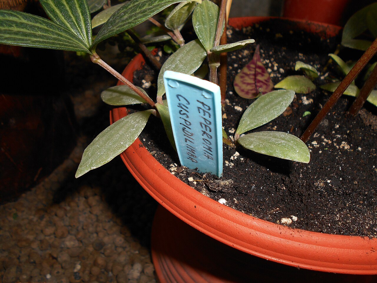 Peperomia cuspidilimba: Peperomia cuspidilimba , Ogród Botaniczny UMCS w Lublinie.