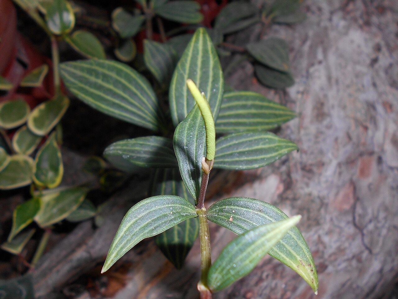 Peperomia cuspidilimba: Peperomia cuspidilimba , Ogród Botaniczny UMCS w Lublinie.