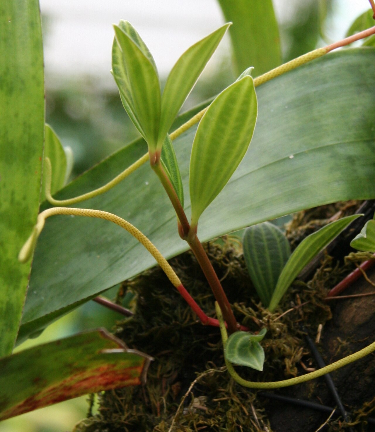 Peperomia cuspidilimba: Peperomia cuspidilimba im Botanischen Garten Dresden