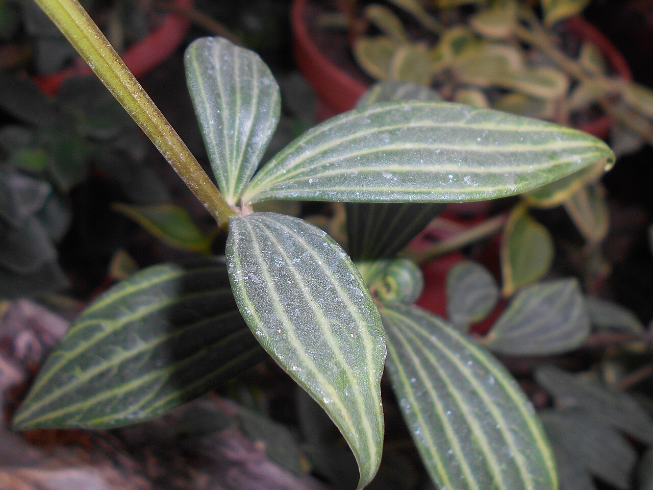 Peperomia cuspidilimba: Peperomia cuspidilimba , Ogród Botaniczny UMCS w Lublinie.