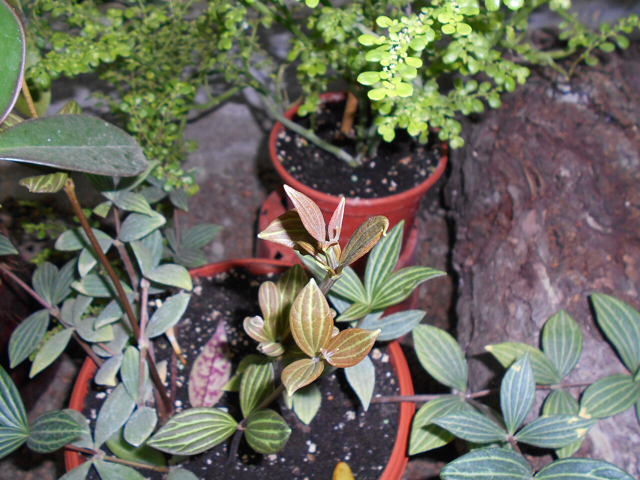 Peperomia cuspidilimba: Peperomia cuspidilimba , Ogród Botaniczny UMCS w Lublinie.