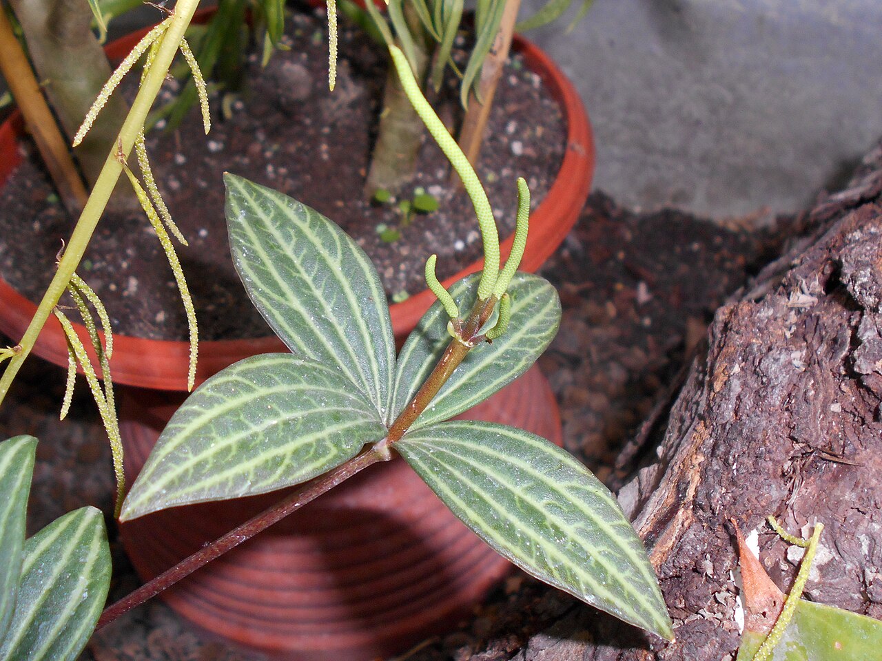 Peperomia cuspidilimba: Peperomia cuspidilimba , Ogród Botaniczny UMCS w Lublinie.