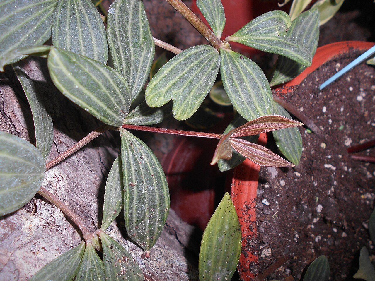 Peperomia cuspidilimba: Peperomia cuspidilimba , Ogród Botaniczny UMCS w Lublinie.
