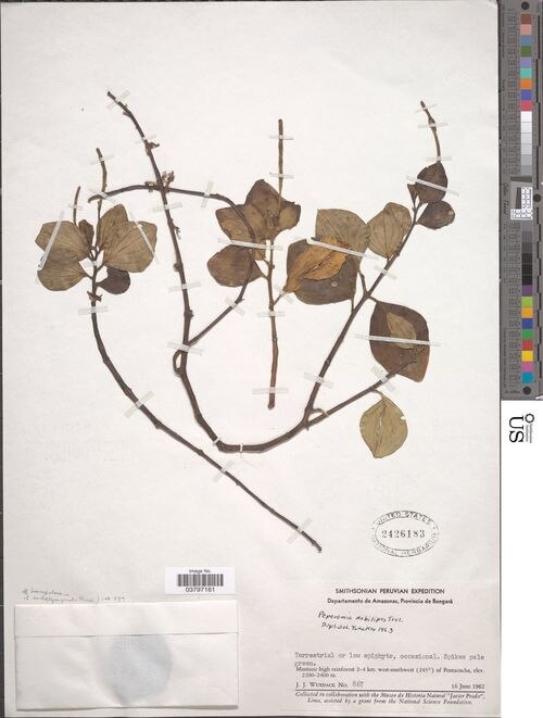 Peperomia debilipes: species of peperomia