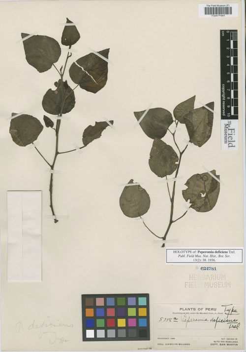 Peperomia deficiens: species of peperomia