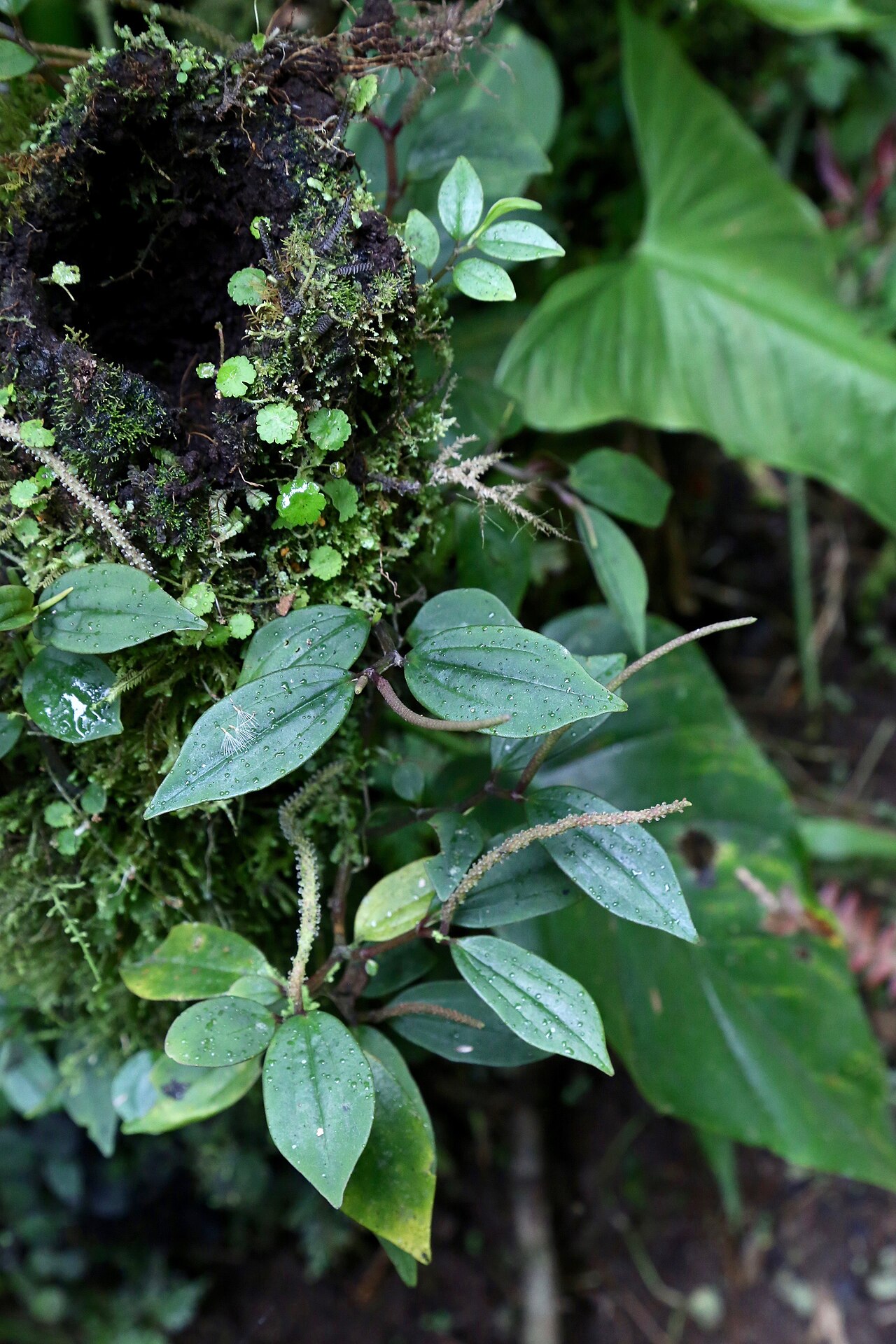 Peperomia dendrophila: Ecuador, Mindo, Yellow house trail.