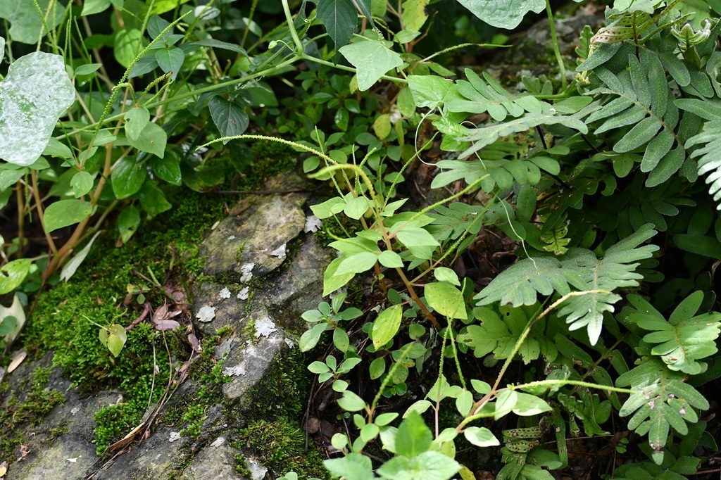 Peperomia donaguiana (Peperomia donaguiana)