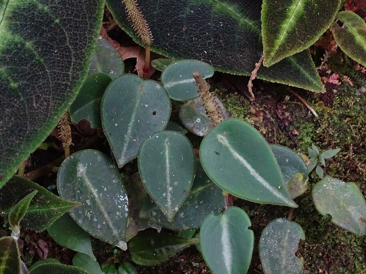 Peperomia eburnea: The plant Peperomia eburnea growing in El Carmen de Viboral, Colombia