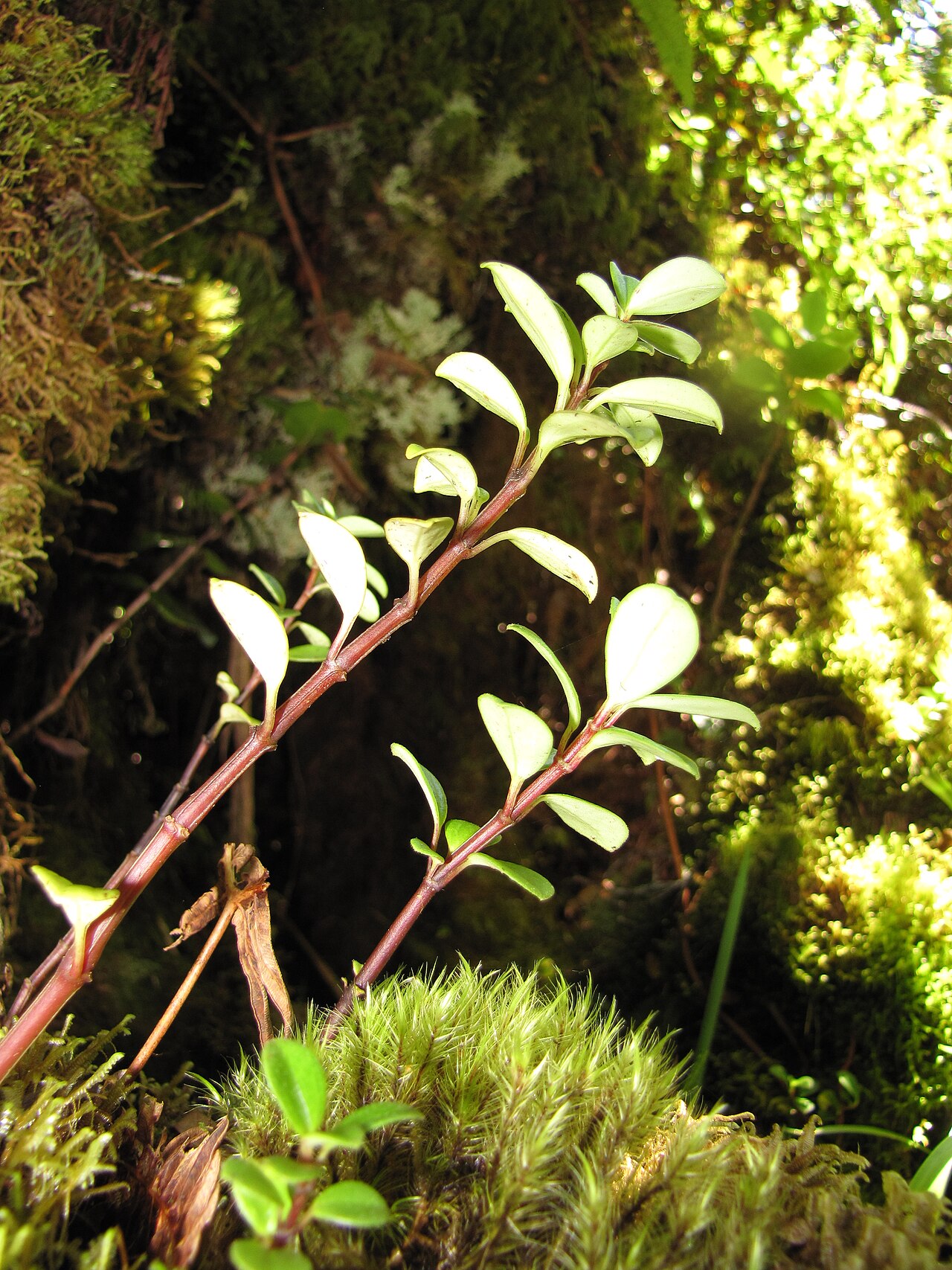 Mt. Eke peperomia: Peperomia eekana (Alaalawainui) Habit at Hanaula, Maui, Hawaii. September 29, 2011 #110929-9957 Image Use Policy