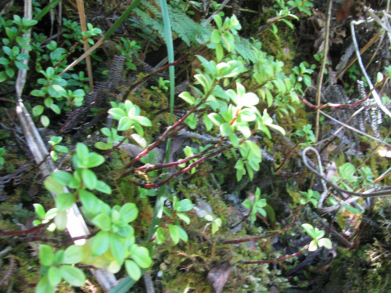 Mt. Eke peperomia: Peperomia eekana (Alaalawainui) Habit at Hanaula, Maui, Hawaii. September 29, 2011 #110929-8717 Image Use Policy