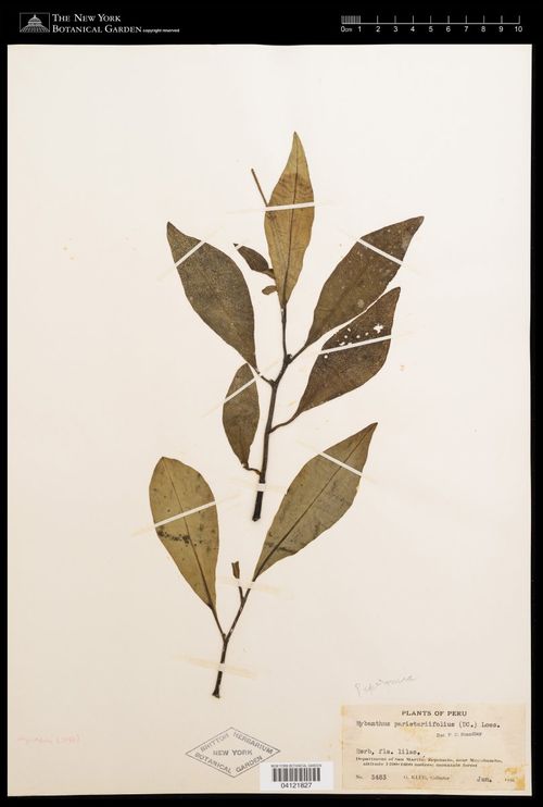 Peperomia elegantifolia: species of peperomia
