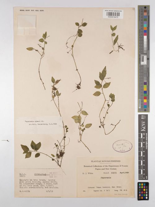 Peperomia elmeri: species of peperomia