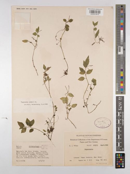 Peperomia elmeri: species of peperomia