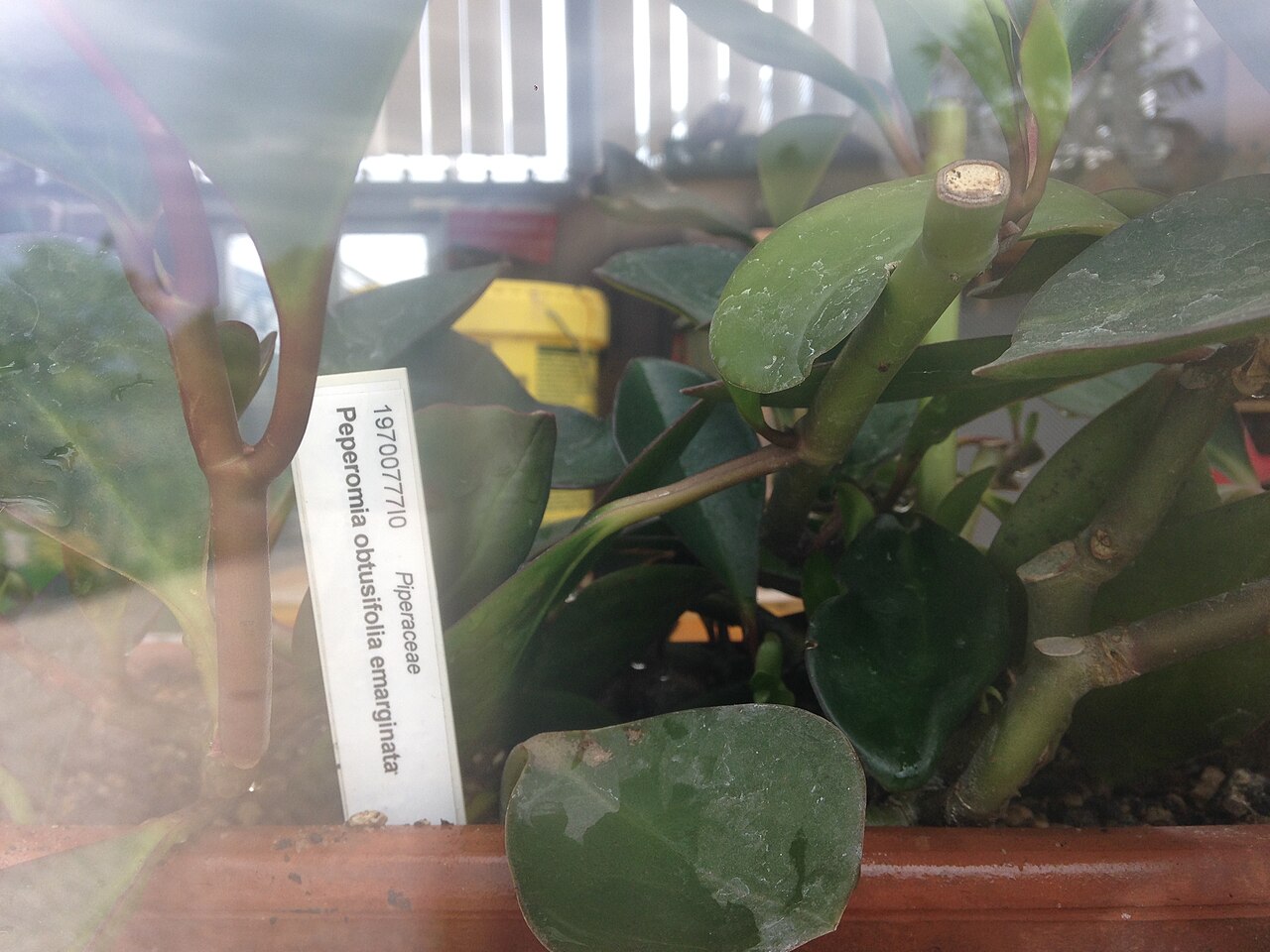 Peperomia emarginata: Peperomia obtusifolia emarginata