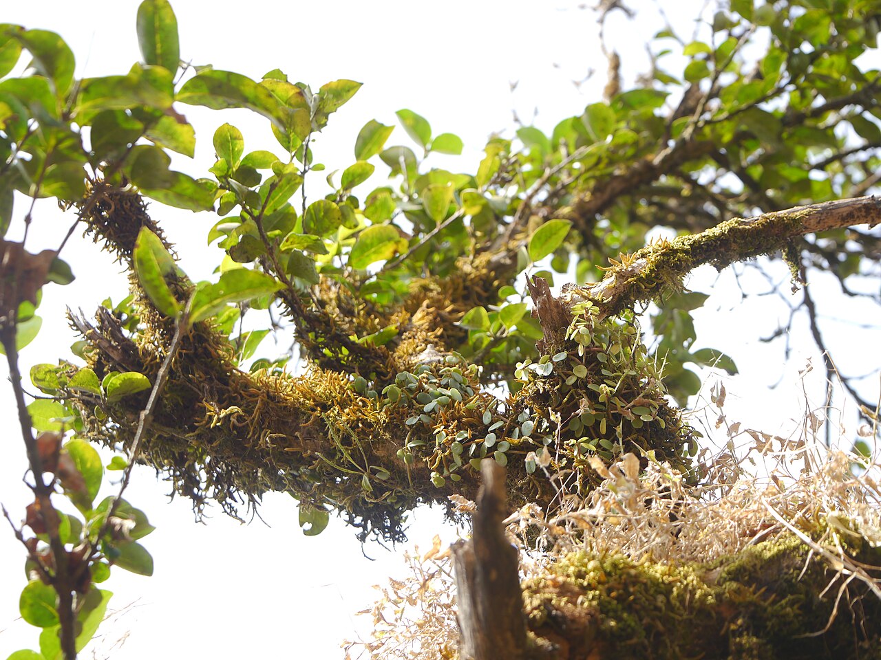 Peperomia emarginatifolia: Peperomia emarginatifolia J.Mathew