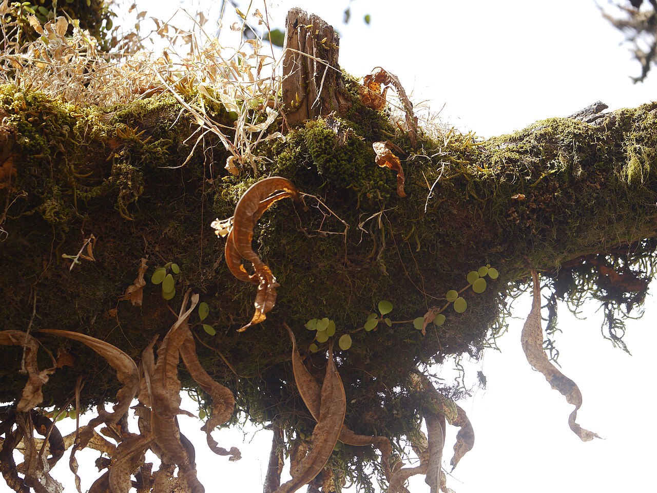 Peperomia emarginatifolia: Peperomia emarginatifolia J.Mathew