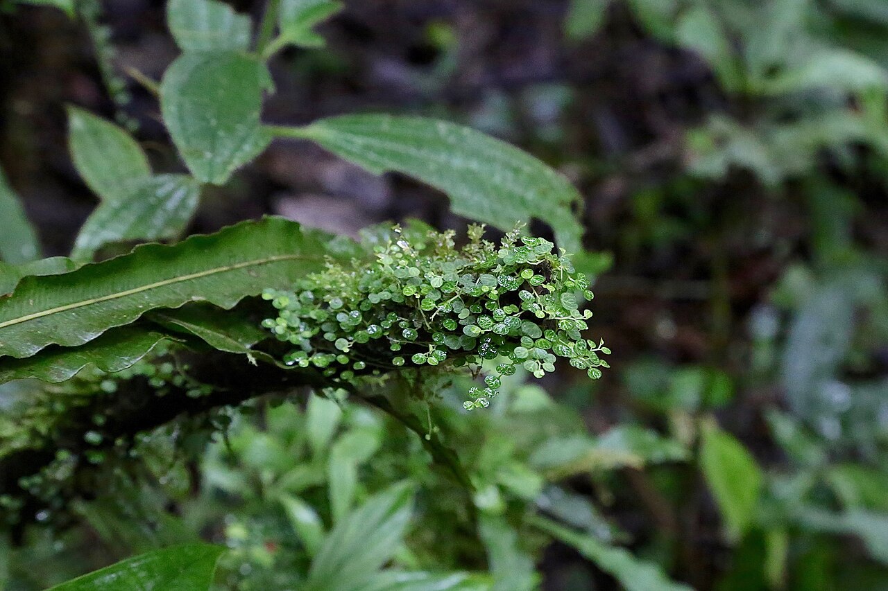 Guadeloupe peperomia: Ecuador, Pastaza province, Omaere Park, along Rio Puyo. Tiny species.