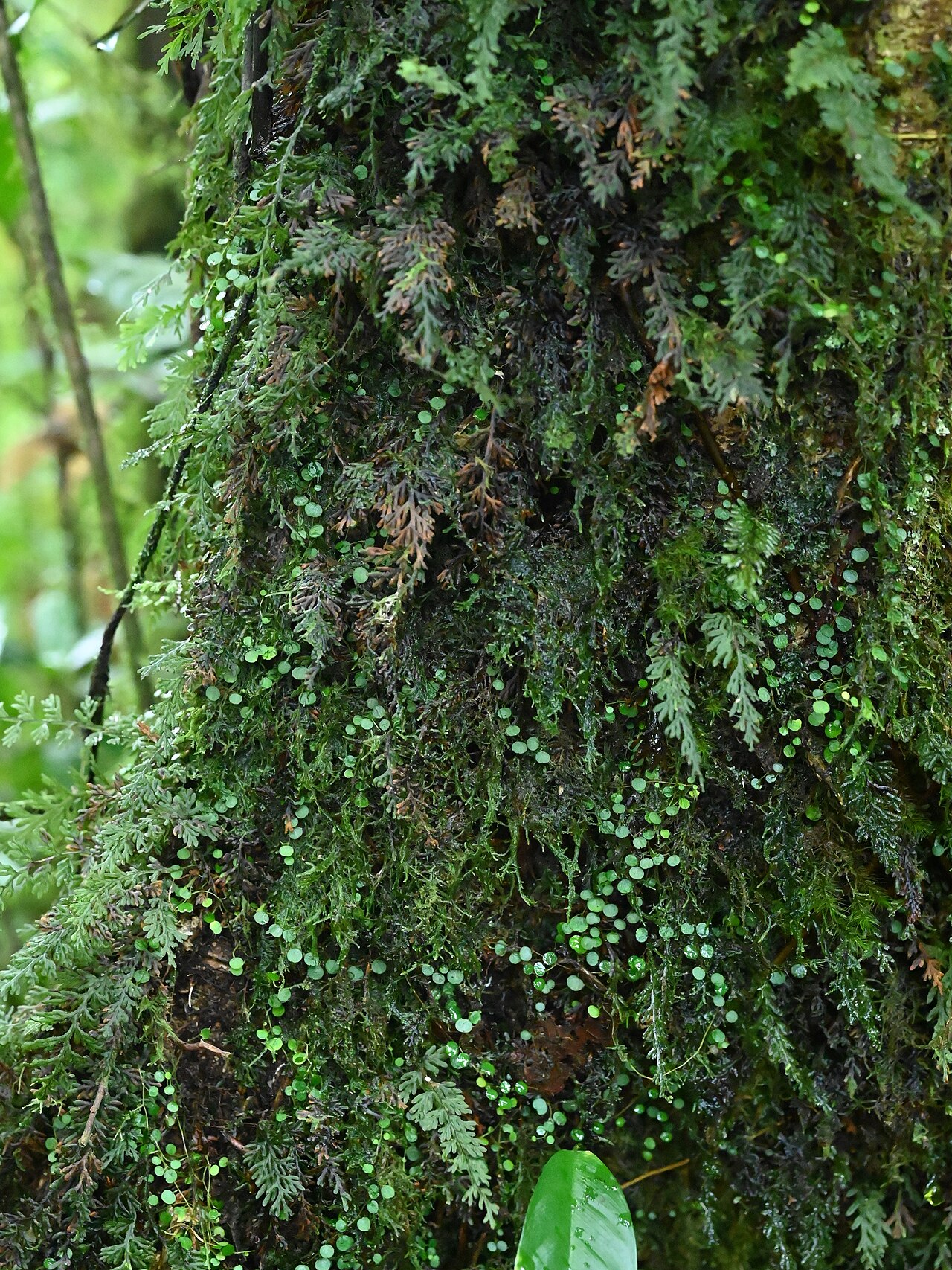 Guadeloupe peperomia: Peperomia emarginella between Deshaies and Morne Mazeau on Guadeloupe