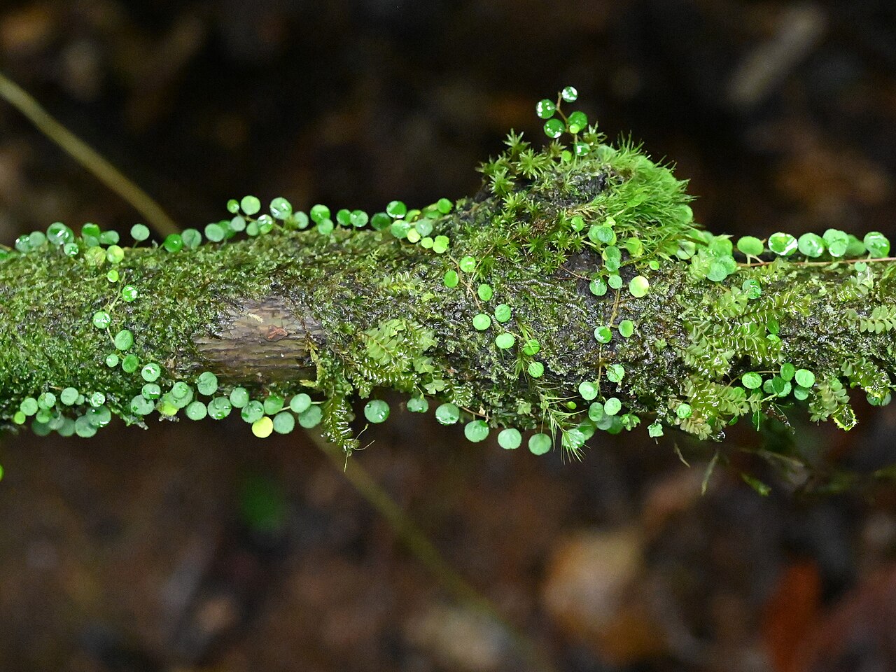 Guadeloupe peperomia: Peperomia emarginella between Deshaies and Morne Mazeau on Guadeloupe