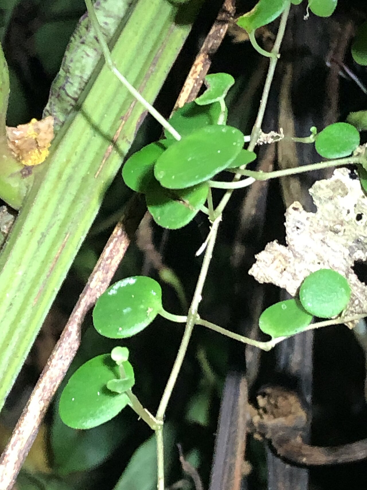 Guadeloupe peperomia: Peperomia emarginella in Peru