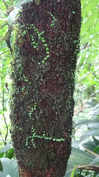 Guadeloupe peperomia: Peperomia emarginella