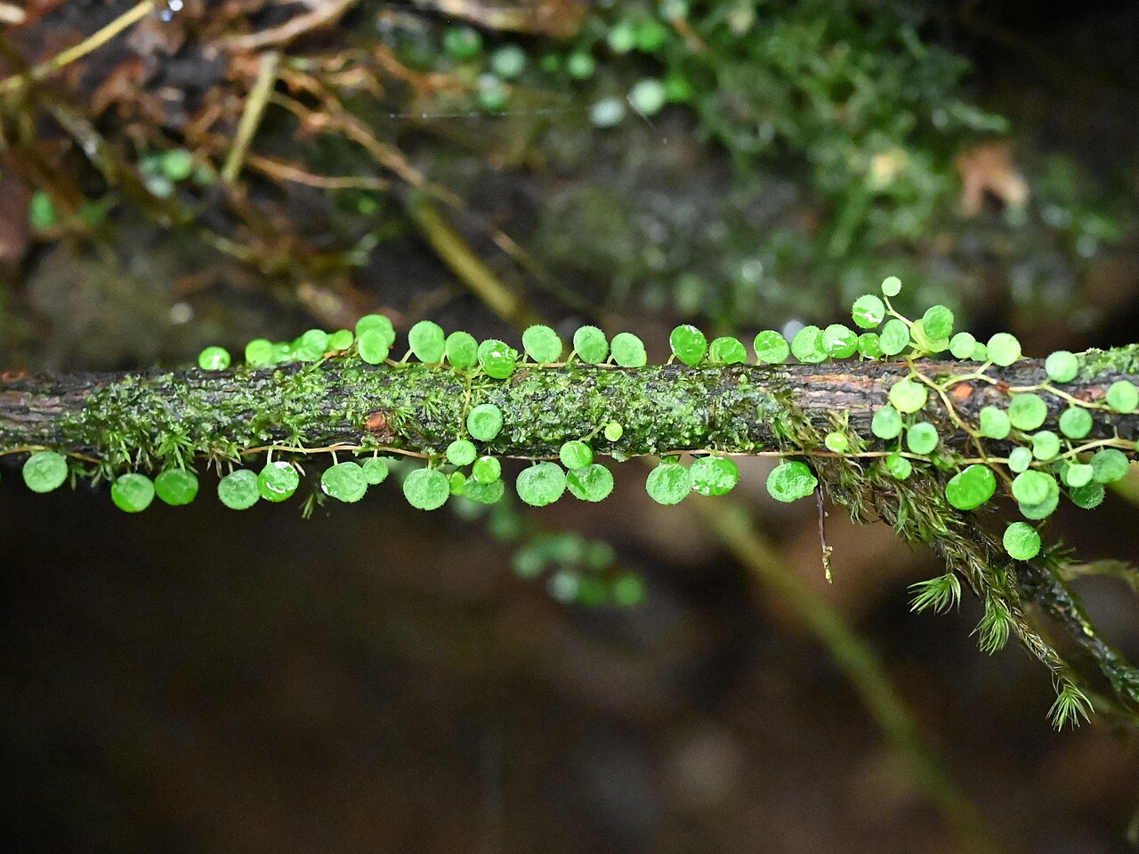 Guadeloupe peperomia: Peperomia emarginella between Deshaies and Morne Mazeau on Guadeloupe