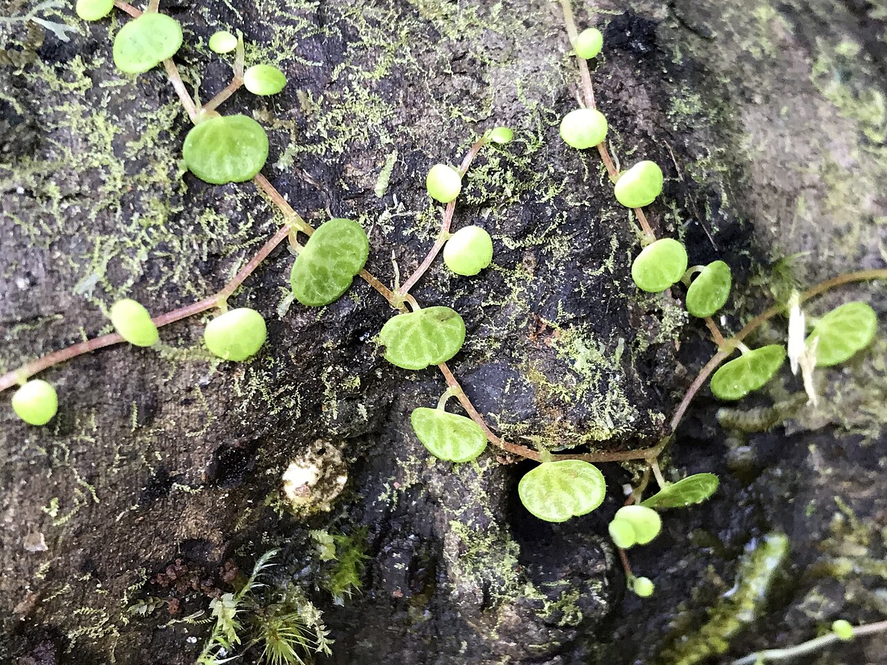 Guadeloupe peperomia: Peperomia emarginella in Puerto Rico