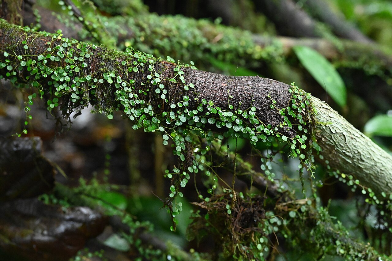 Guadeloupe peperomia: Peperomia emarginella between Deshaies and Morne Mazeau on Guadeloupe