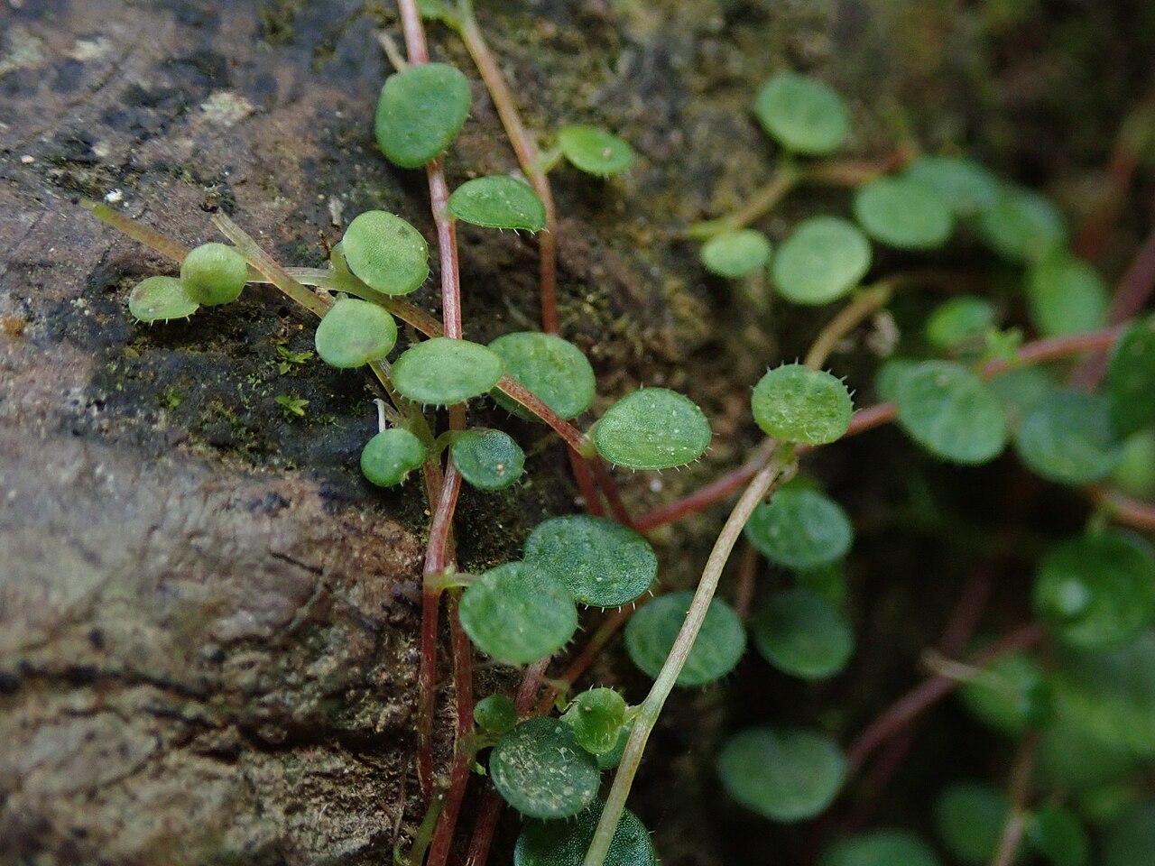 Guadeloupe peperomia: Peperomia emarginella in Puerto Rico