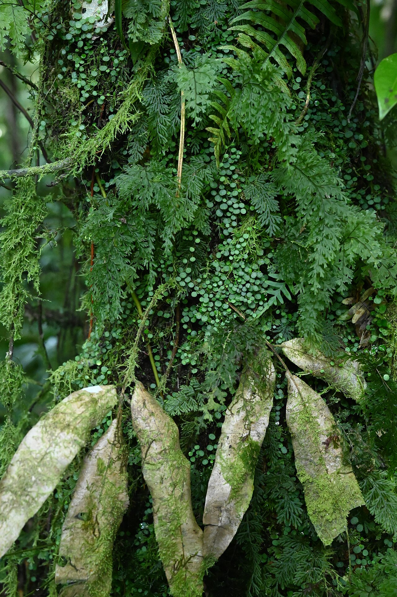 Guadeloupe peperomia: Peperomia emarginella between Deshaies and Morne Mazeau on Guadeloupe