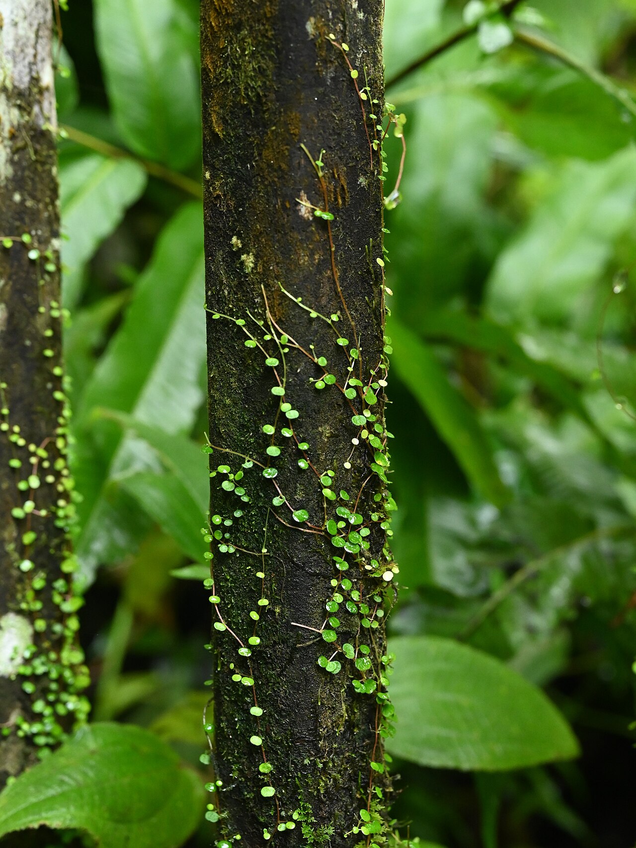 Guadeloupe peperomia: Peperomia emarginella at Chutes du Carbet W from Capsesterre on Guadeloupe