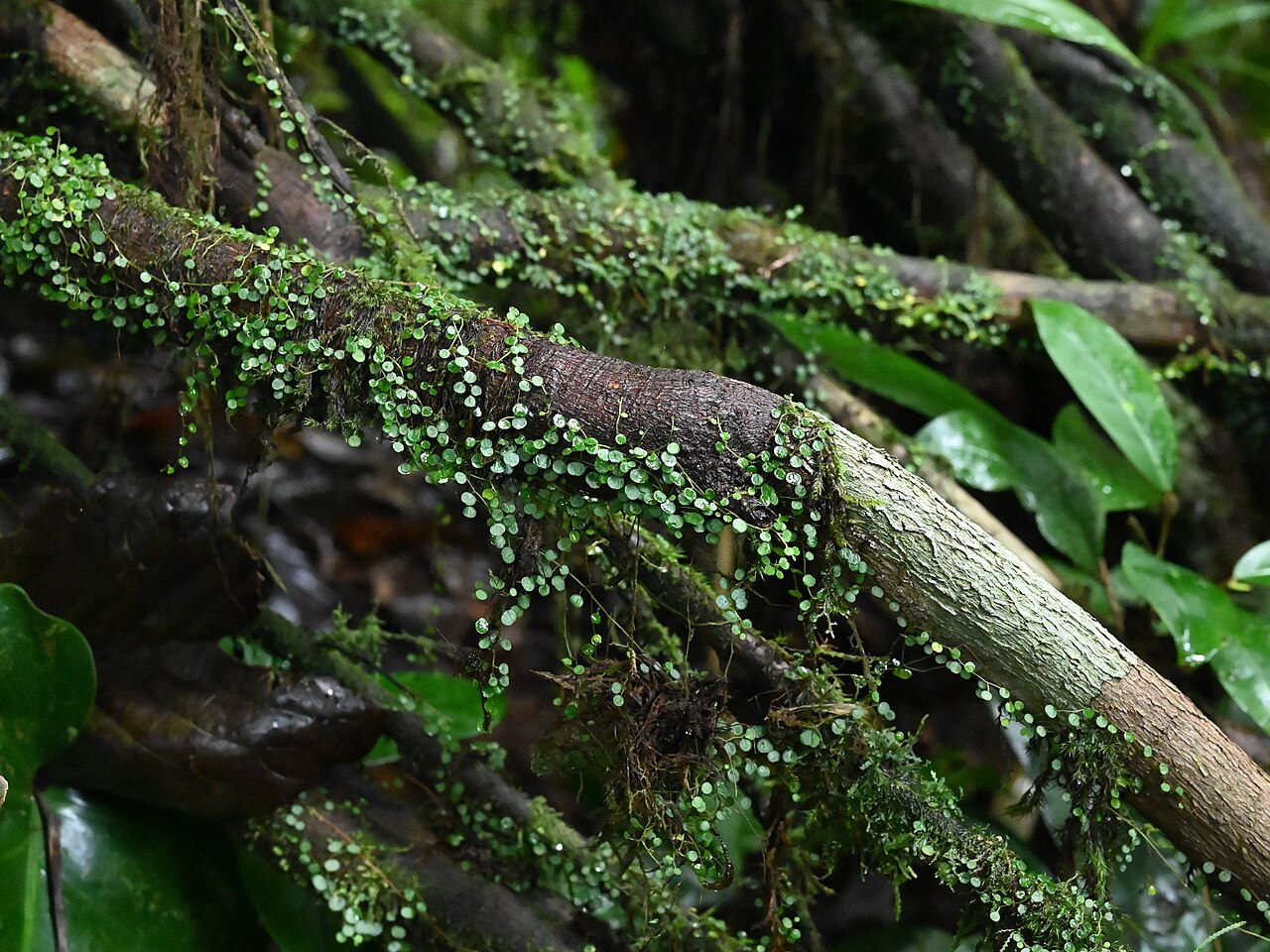 Guadeloupe peperomia: Peperomia emarginella between Deshaies and Morne Mazeau on Guadeloupe