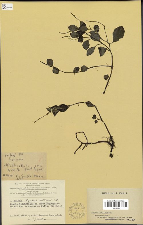 Peperomia endlichii: species of peperomia