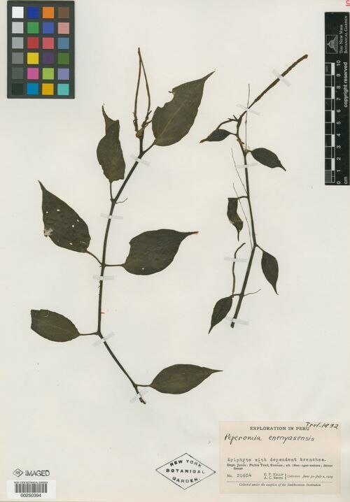 Peperomia enenyasensis: species of peperomia
