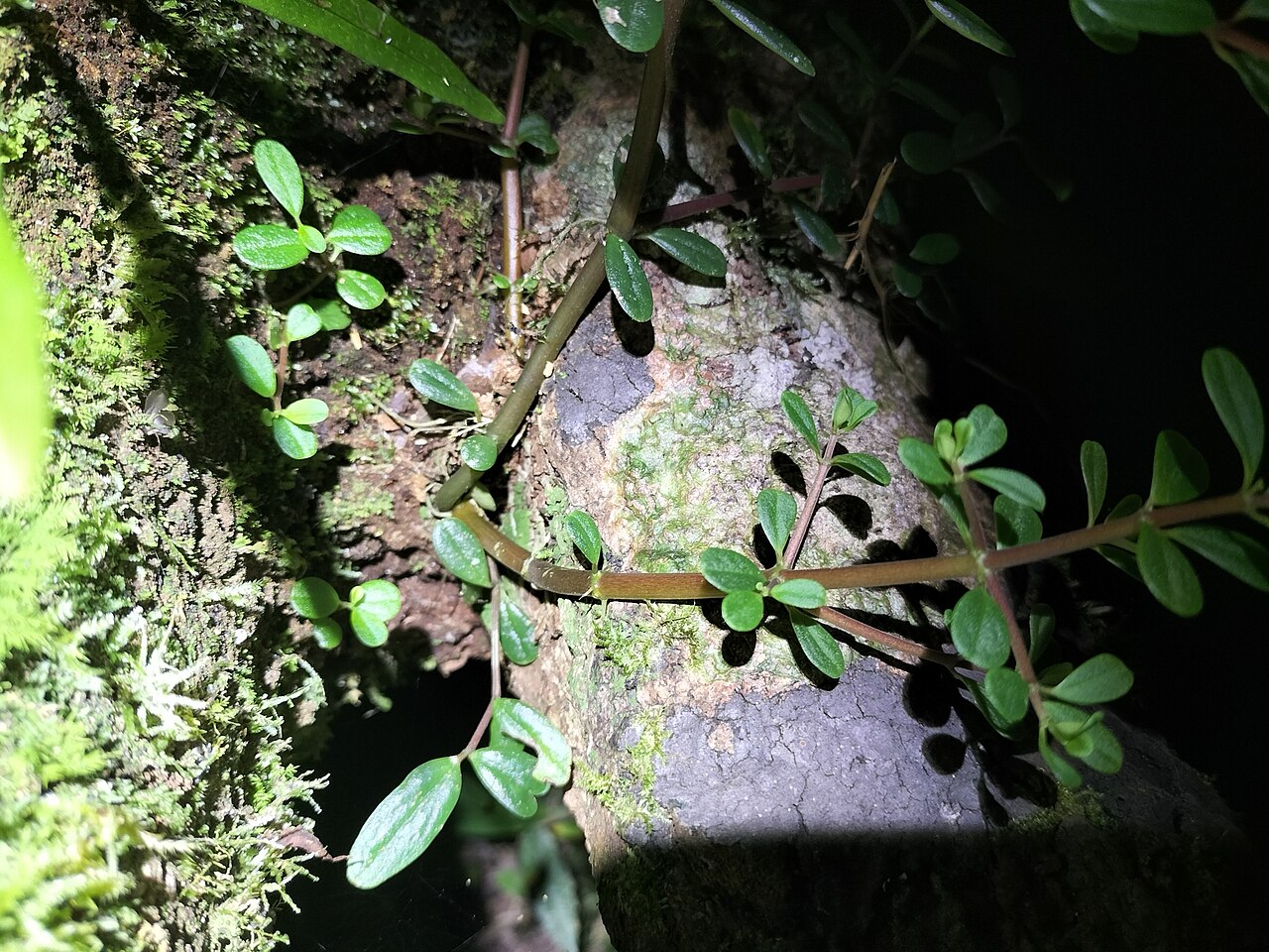 Peperomia enervis: Peperomia enervis in Australia