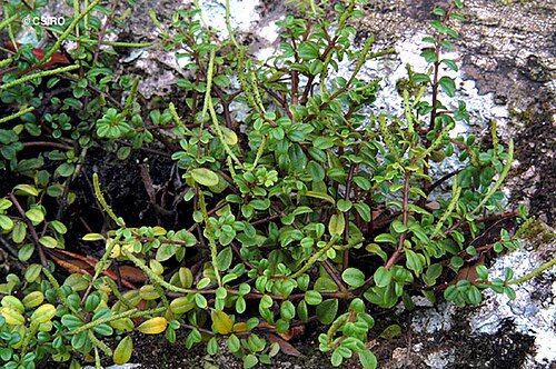 Peperomia enervis: Peperomia enervis