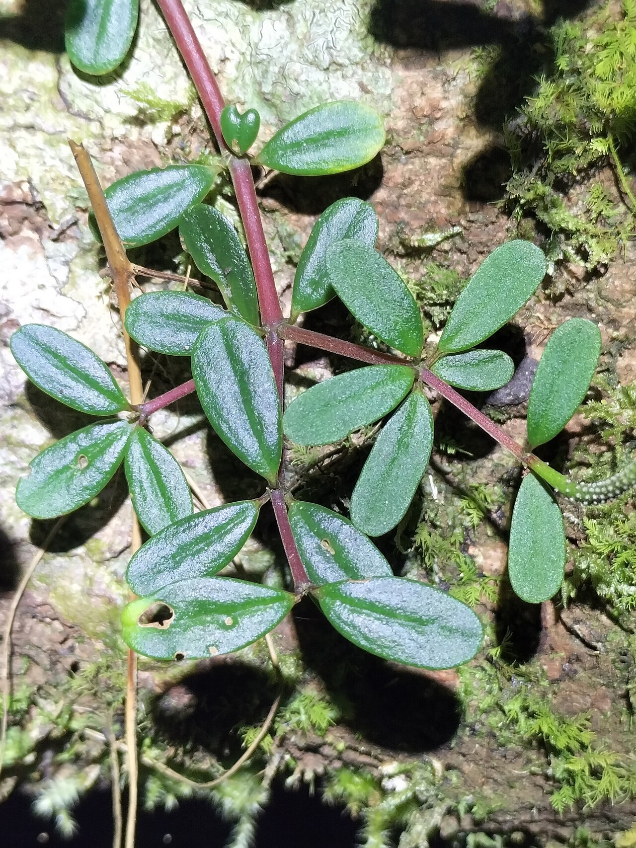 Peperomia enervis: Peperomia enervis in Australia