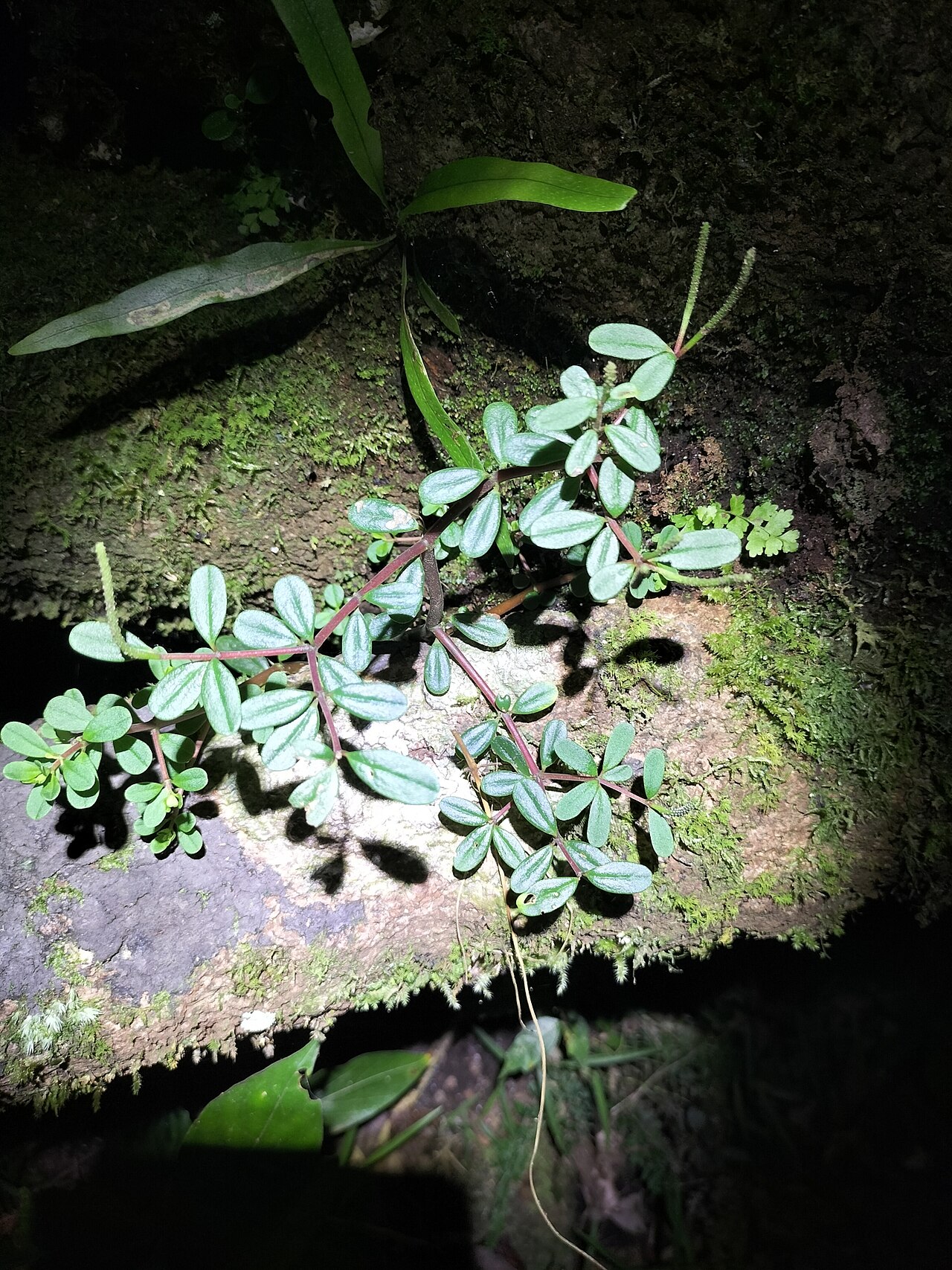 Peperomia enervis: Peperomia enervis in Australia