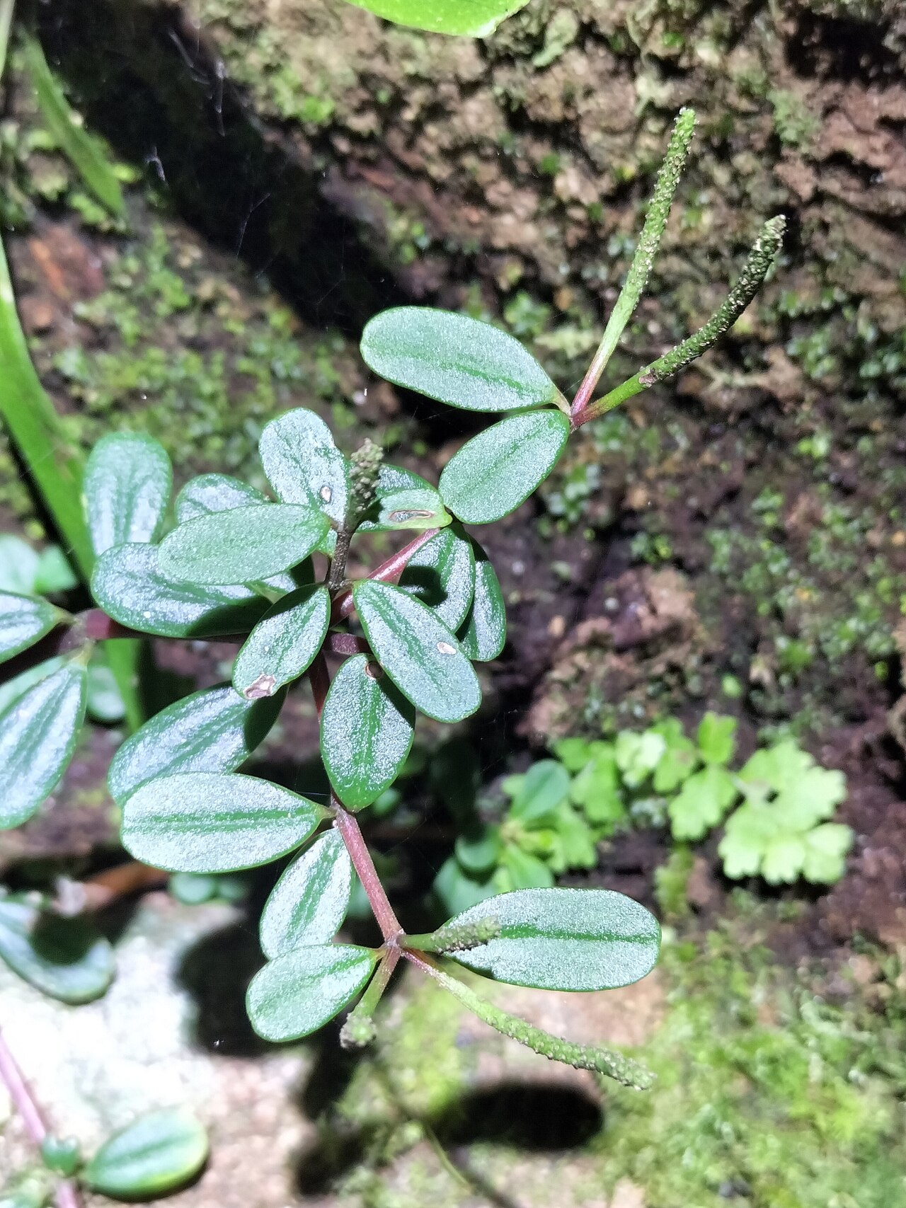 Peperomia enervis: Peperomia enervis in Australia