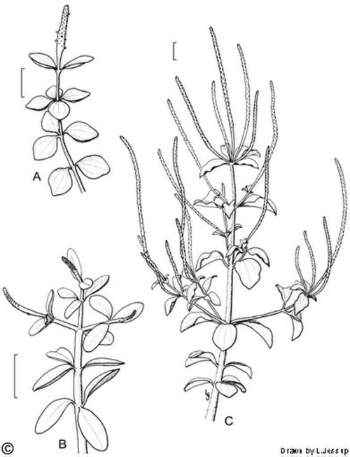 Peperomia enervis: Peperomia enervis
